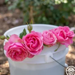 Heirloom Roses All Dressed Up™ Outlet