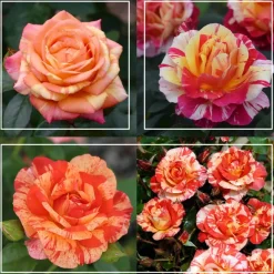 Heirloom Roses All the Stripes Hot
