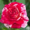 Heirloom Roses All-American Magic™ Clearance