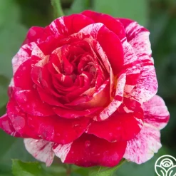 Heirloom Roses All-American Magic™ Clearance