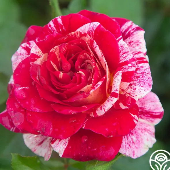 Heirloom Roses All-American Magic™ Clearance