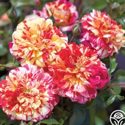 Heirloom Roses All-American Magic™ Clearance