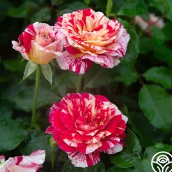 Heirloom Roses All-American Magic™ Clearance