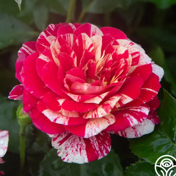 Heirloom Roses All-American Magic™ Clearance