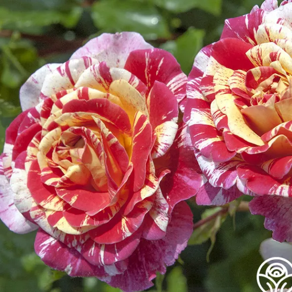 Heirloom Roses All-American Magic™ Clearance