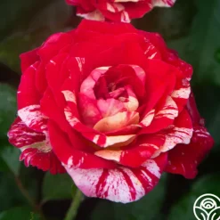 Heirloom Roses All-American Magic™ Clearance