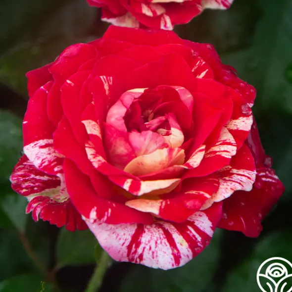 Heirloom Roses All-American Magic™ Clearance