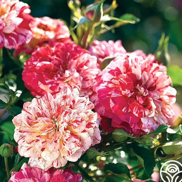 Heirloom Roses All-American Magic™ Clearance