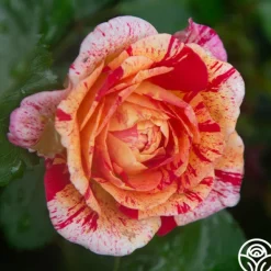 Heirloom Roses All-American Magic™ Clearance