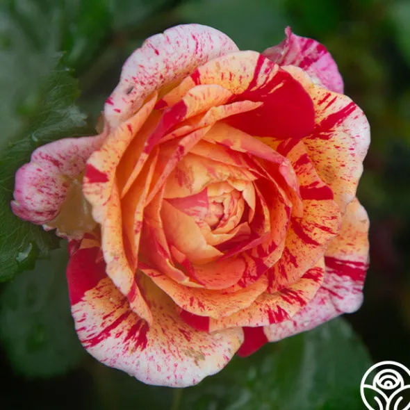 Heirloom Roses All-American Magic™ Clearance