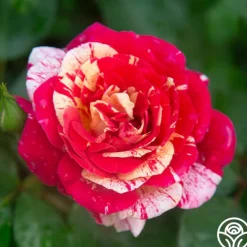 Heirloom Roses All-American Magic™ Clearance