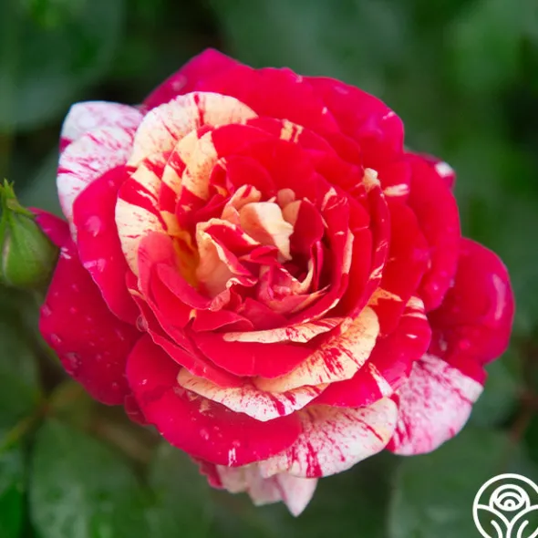 Heirloom Roses All-American Magic™ Clearance