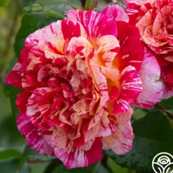 Heirloom Roses All-American Magic™ Clearance