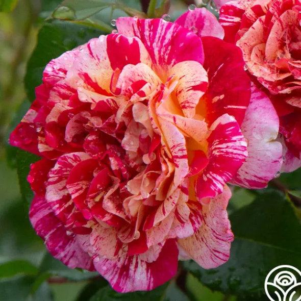 Heirloom Roses All-American Magic™ Clearance