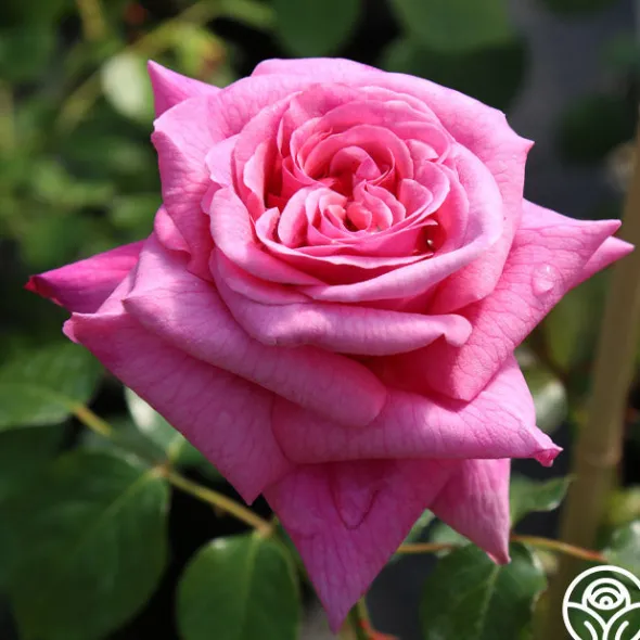 Heirloom Roses Aloha New