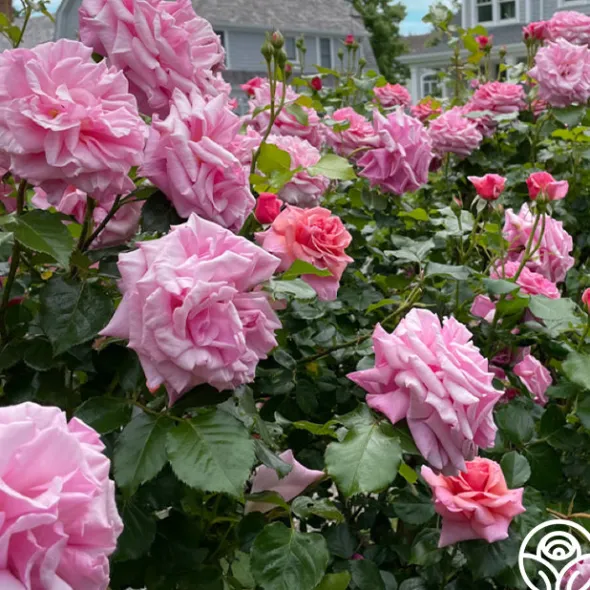 Heirloom Roses Aloha New
