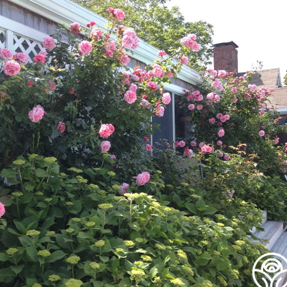 Heirloom Roses Aloha New