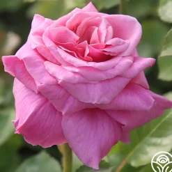 Heirloom Roses Aloha New