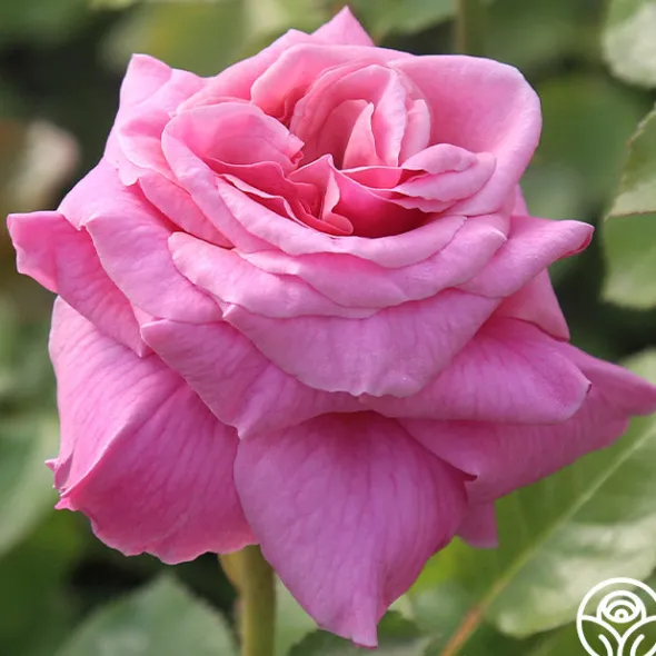 Heirloom Roses Aloha New