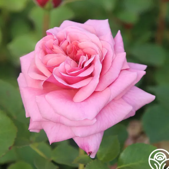 Heirloom Roses Aloha New