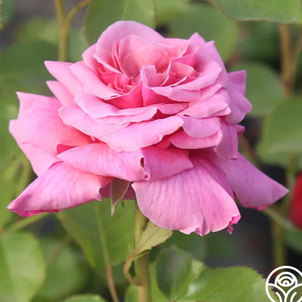 Heirloom Roses Aloha New