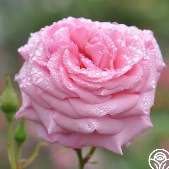 Heirloom Roses Aloha New