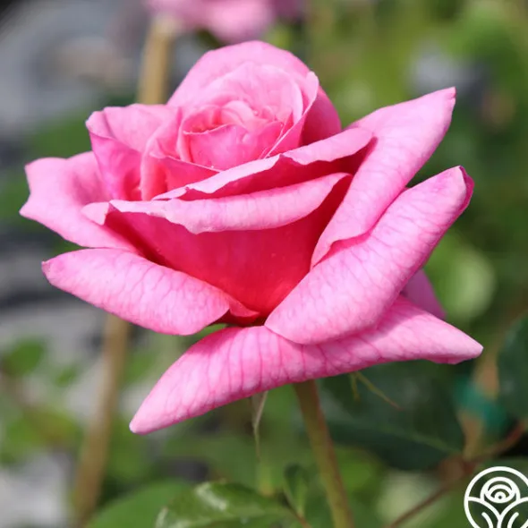 Heirloom Roses Aloha New