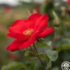 Heirloom Roses Altissimo®