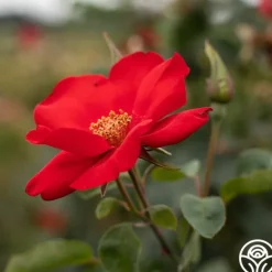 Heirloom Roses Altissimo®