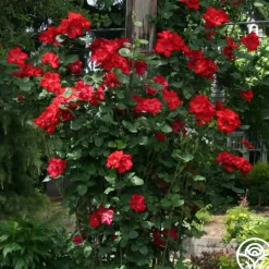Heirloom Roses Altissimo®
