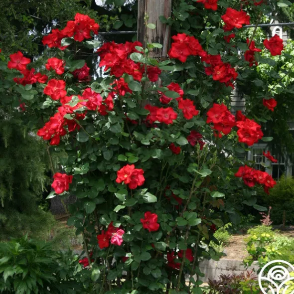 Heirloom Roses Altissimo®