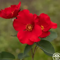 Heirloom Roses Altissimo®