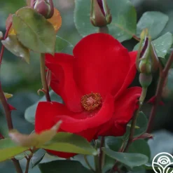 Heirloom Roses Altissimo®