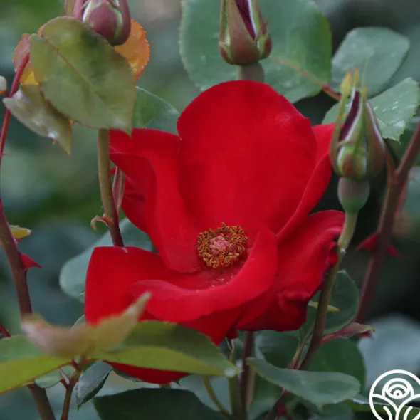 Heirloom Roses Altissimo®