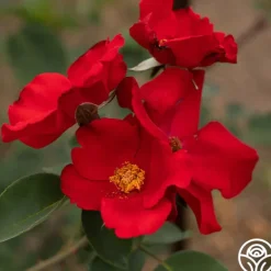Heirloom Roses Altissimo®
