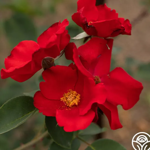 Heirloom Roses Altissimo®