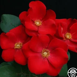 Heirloom Roses Altissimo®