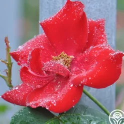 Heirloom Roses Altissimo®
