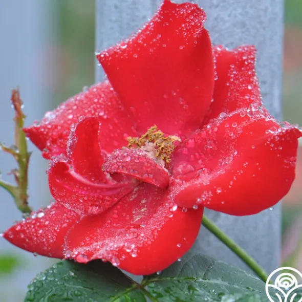 Heirloom Roses Altissimo®
