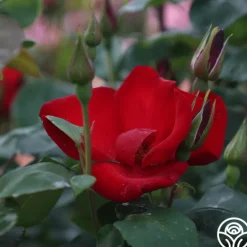 Heirloom Roses Altissimo®
