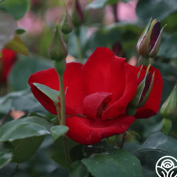 Heirloom Roses Altissimo®