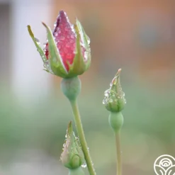 Heirloom Roses Altissimo®