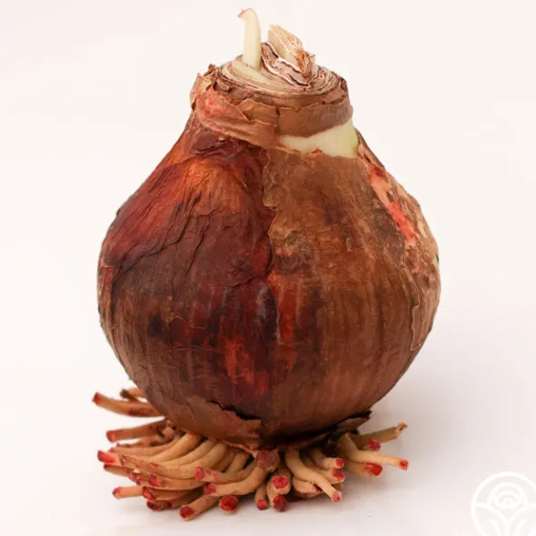 Heirloom Roses Amaryllis Bulbs Clearance