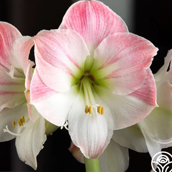Heirloom Roses Amaryllis Bulbs Clearance