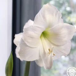 Heirloom Roses Amaryllis Bulbs Clearance