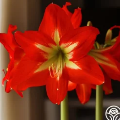 Heirloom Roses Amaryllis Bulbs Clearance