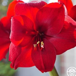 Heirloom Roses Amaryllis Bulbs Clearance