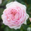 Heirloom Roses Amazing Grace™ Sale