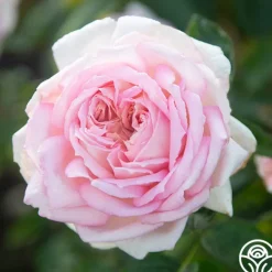 Heirloom Roses Amazing Grace™ Sale