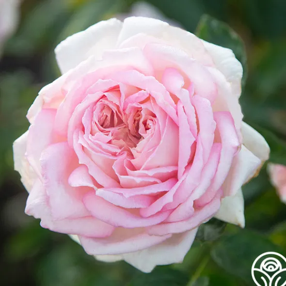 Heirloom Roses Amazing Grace™ Sale